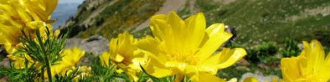 De Mai à Août : Rando Fleurs sauvages des Pyrénées : propriétés et utilisations
