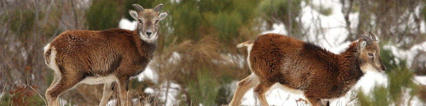 Avril à Octobre : Découverte et observation de la faune sauvage Pyrénéenne