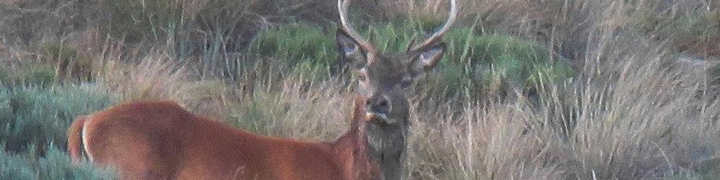 Du 10/09 au 08/10/2022 : Brame du Cerf - Observation et photo par digiscopie