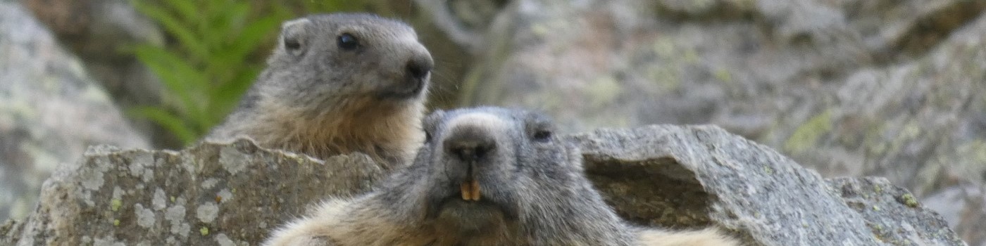 Avril à Septembre : Balade en famille avec apéro offert, Marmottes & grillades*