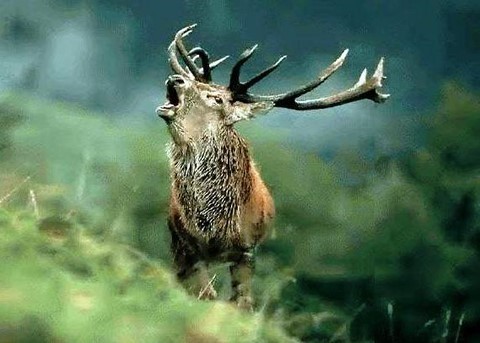 brame du cerf cerdagne capcir Pyrénées Orientales