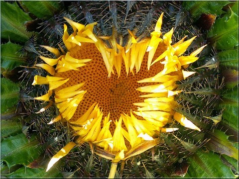 rando flore et botanique Pyrénées Orientales