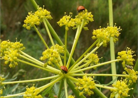 randonnée fleurs comestibles et coscolls, Cerdagne, Pyrénées Orientales
