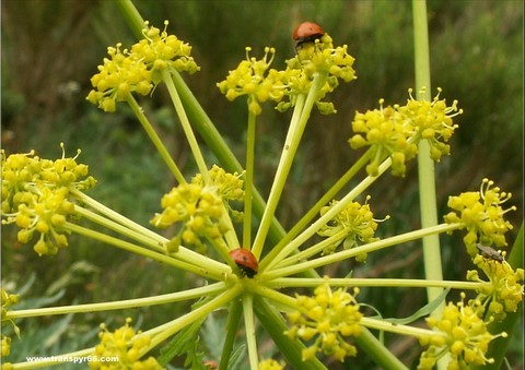 randonnée fleurs comestibles et coscolls, Cerdagne, Pyrénées Orientales