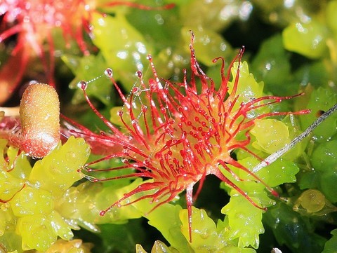 identifier et utiliser les fleurs sauvages, Pyrénées Orientales, Cerdagne