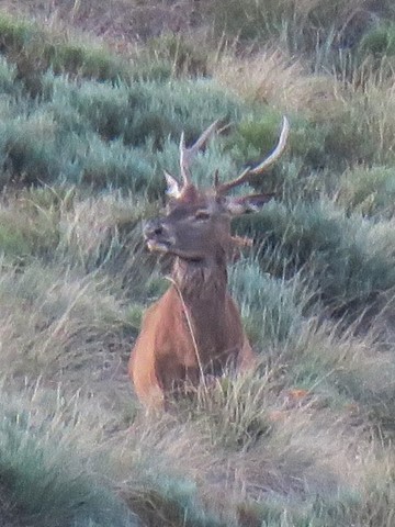 Rando brame cerf Pyrénées Orientales