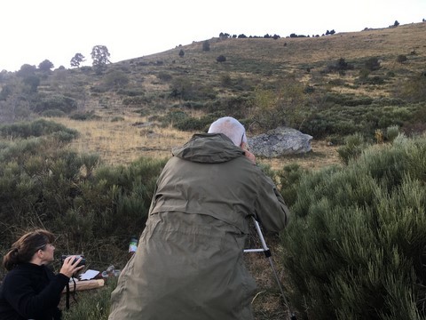 observation cerfs en Cerdagne