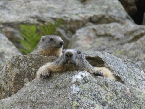 marmotte rando font romeu pyrenees