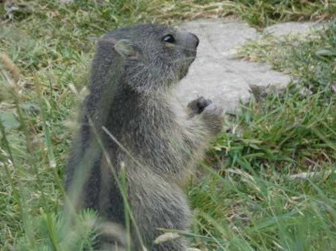rando famille marmotte font romeu cerdagne pyrenees