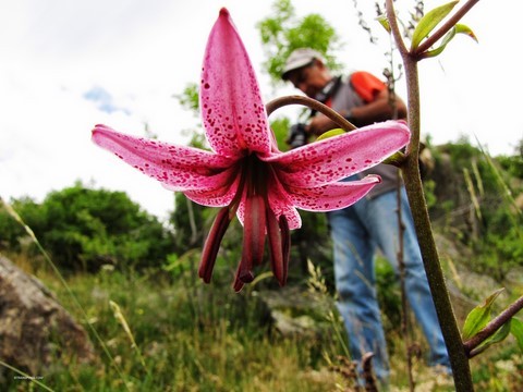 randonnée flore en vallée d'Eyne Pyrénées Cerdagne