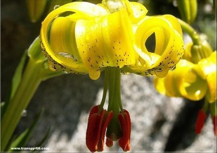 rando flore botanique eyne cerdagne pyrenees orientales lys pyrenees