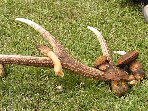 rando champignons morilles et bois de cerf en Cerdagne Capcir