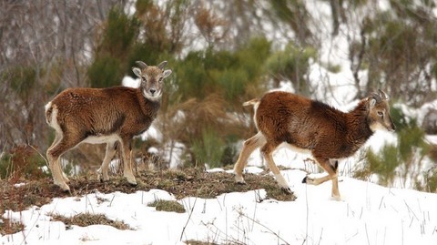 rando faune pyrenees