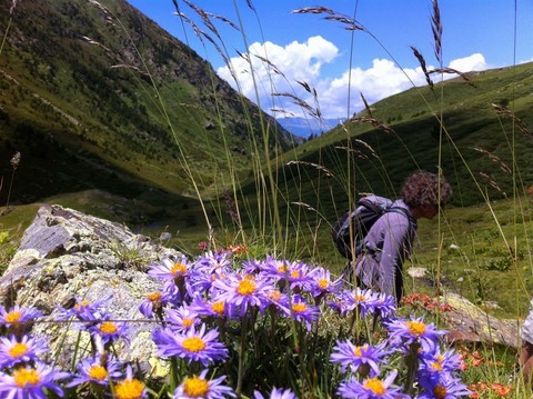 rando fleurs sauvages Réserve Eyne, Cerdagne, Pyrénées Orientales