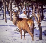 rando raquettes traces cerfs mouflons porte puymorens font romeu pyrenees orientales