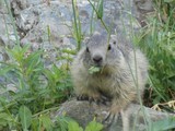 marmottes pyrenees orientales rando facile Puigmal Err famille